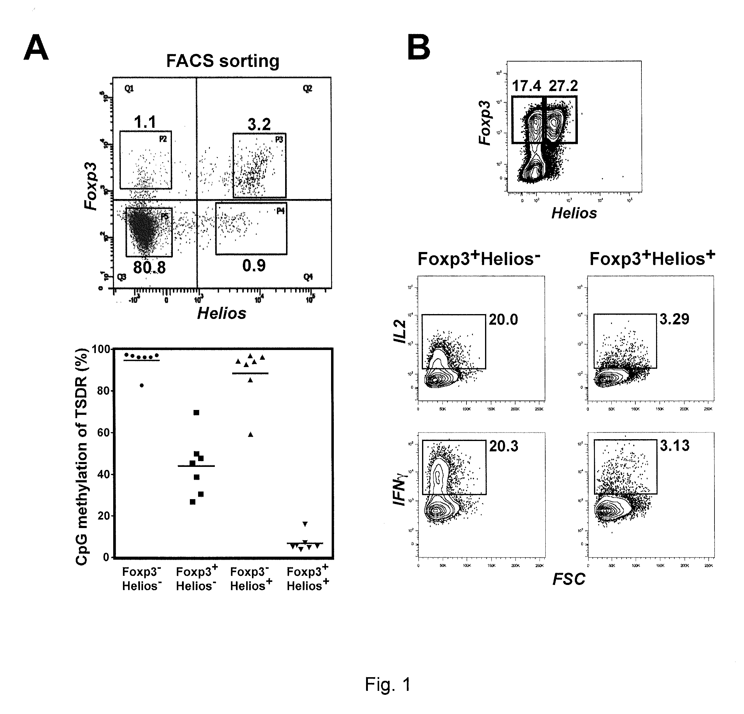 Methods of producing t cell populations enriched for stable regulatory t-cells