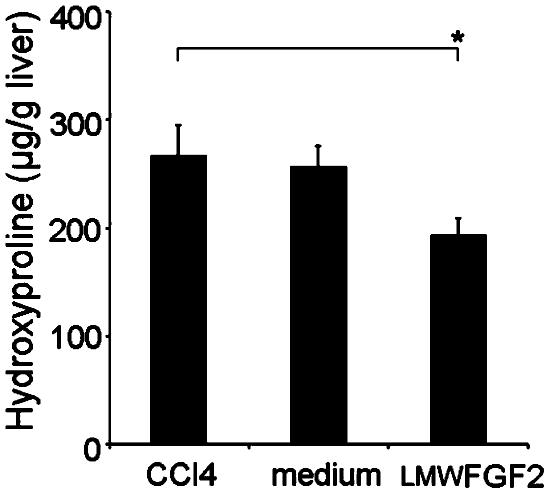 Application of low molecular weight basic fibroblast growth factor LMW FGF2