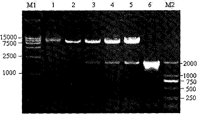 Mutational housefly acetylcholinesterase gene and expression vector thereof