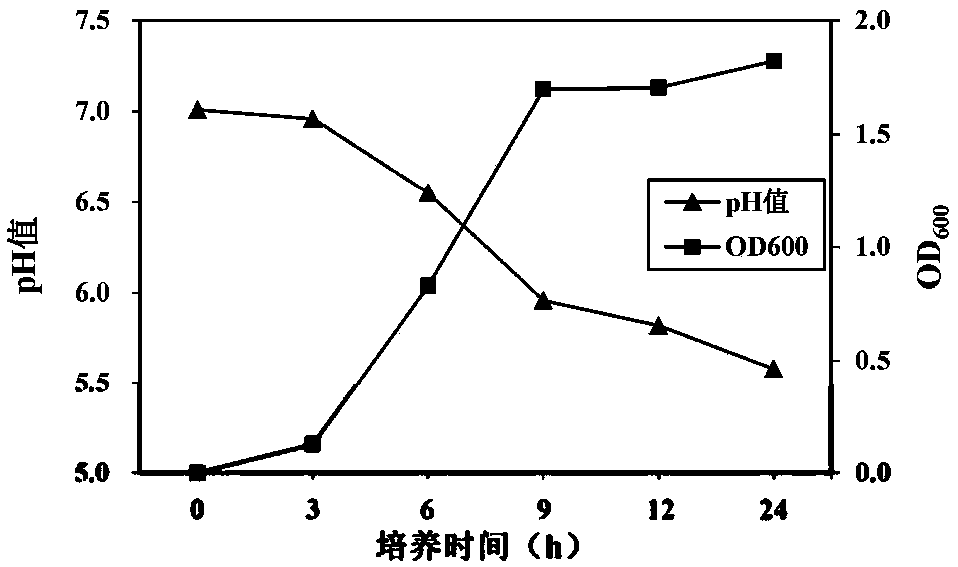 Prawn intestinal enterococcus strain as well as screening method and application thereof