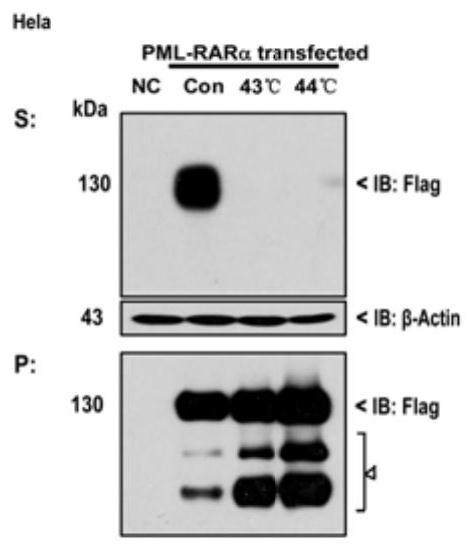 Heat treatment induces solubility change and degradation of pml/rarα fusion protein and its mutants