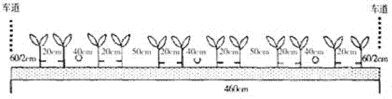 Method for cultivating soybeans obtained through drip irrigation under mulching film