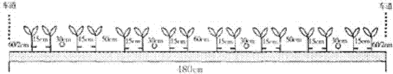 Method for cultivating soybeans obtained through drip irrigation under mulching film