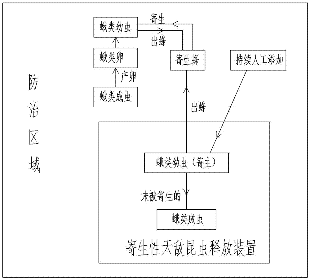 Parasitic wasp natural enemy release device and parasitic wasp natural enemy continuous release method