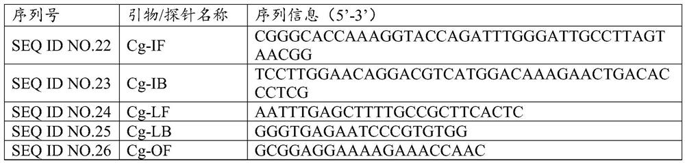 Kit for isothermal detection of fungal pathogens of respiratory tract infection with enzyme-cleavage probe