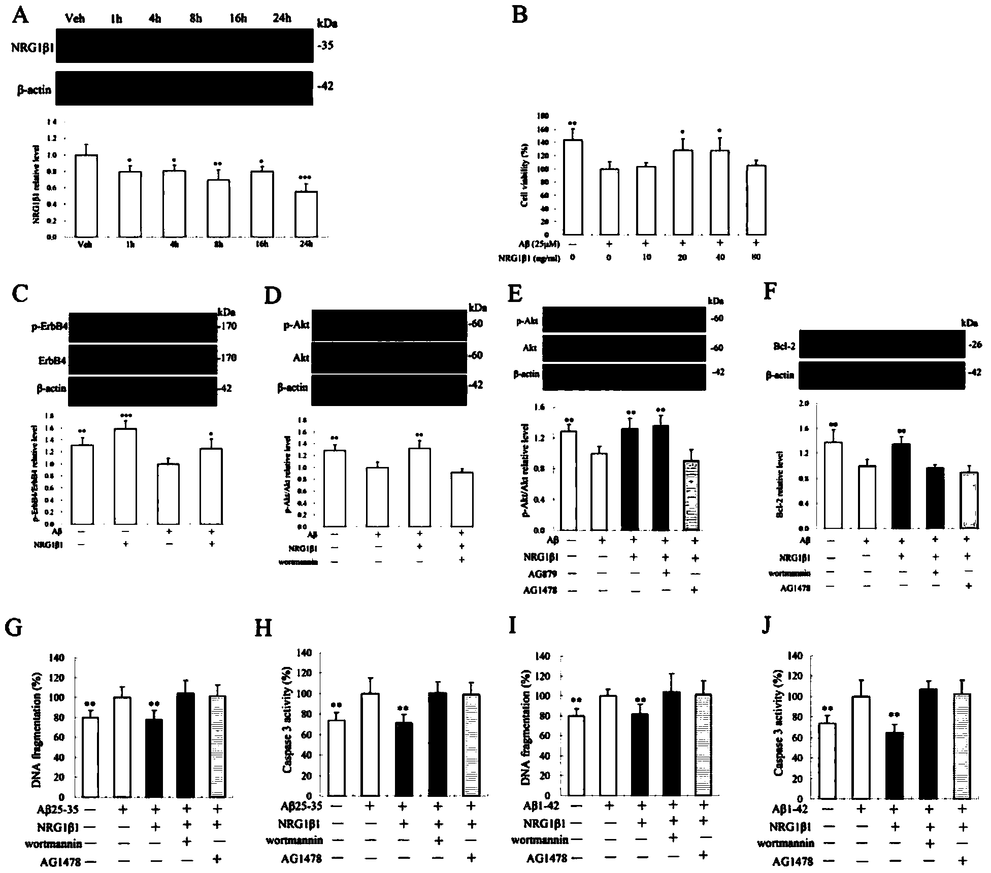 Application of NRG (neuregulin) 1beta1/ErbB4/Akt signal pathway in preparing or screening drug target for resisting Alzheimer disease neuronal loss