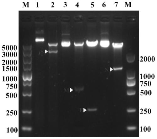 Porcine Delta coronavirus virus-like particles as well as preparation method and application thereof