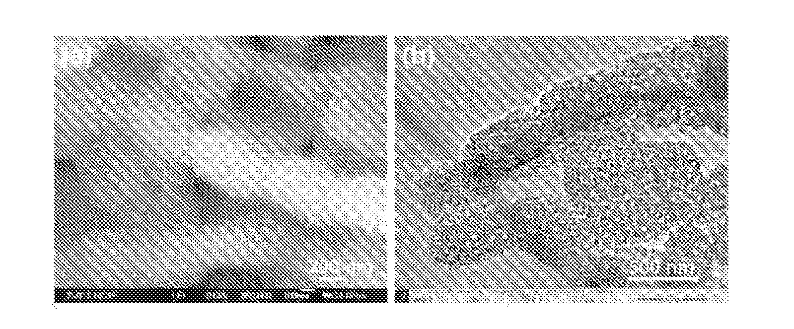 Silicon-carbon Composite Anode Material for Lithium Ion Batteries and A Preparation Method Thereof