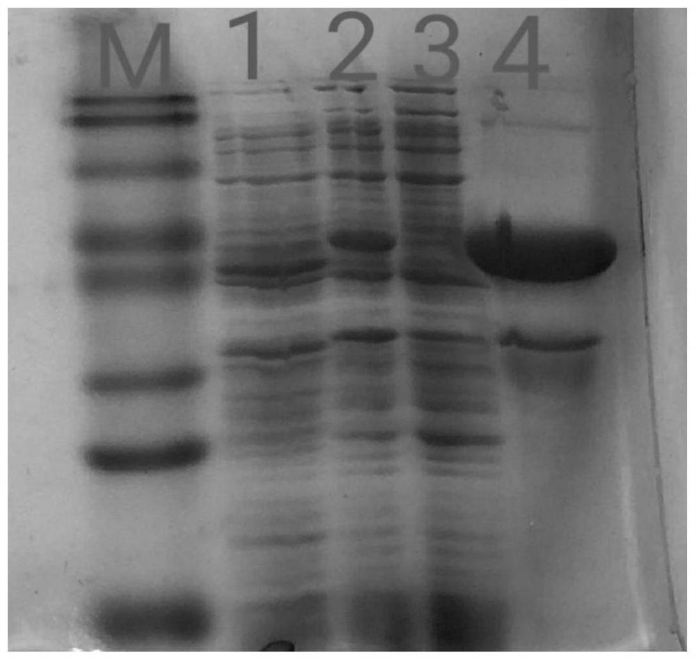 A kind of indirect ELISA detection kit and application for detecting novel duck reovirus antibody