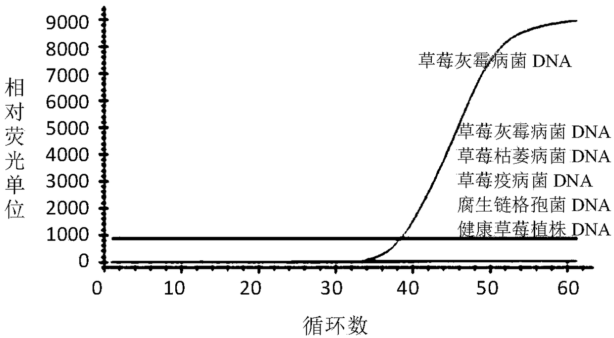 Rapid trace detection reagent for Botrytis cinerea based on LAMP method, method and application thereof