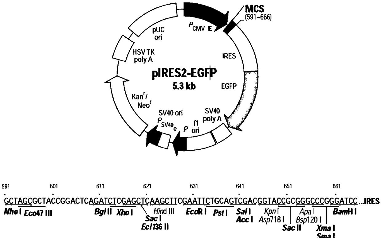 Polypeptide nano bubbles as well as preparation method and application thereof