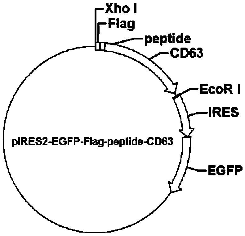 Polypeptide nano bubbles as well as preparation method and application thereof