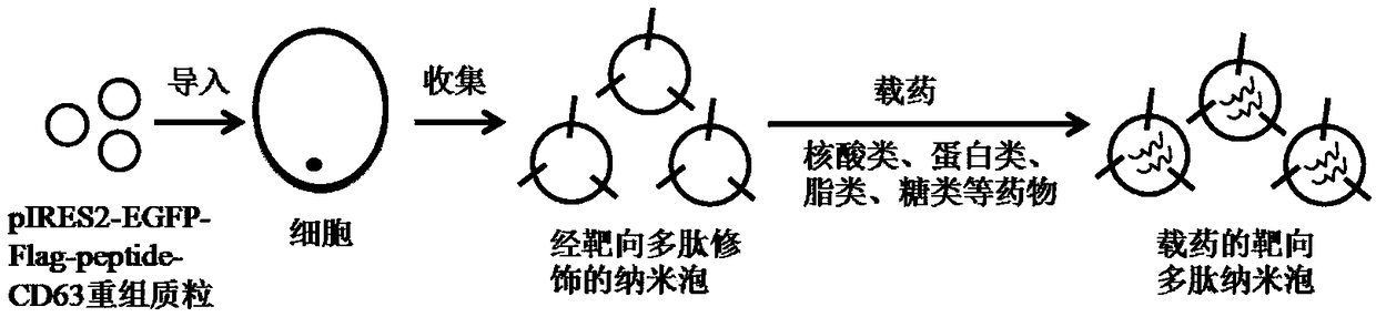 Polypeptide nano bubbles as well as preparation method and application thereof