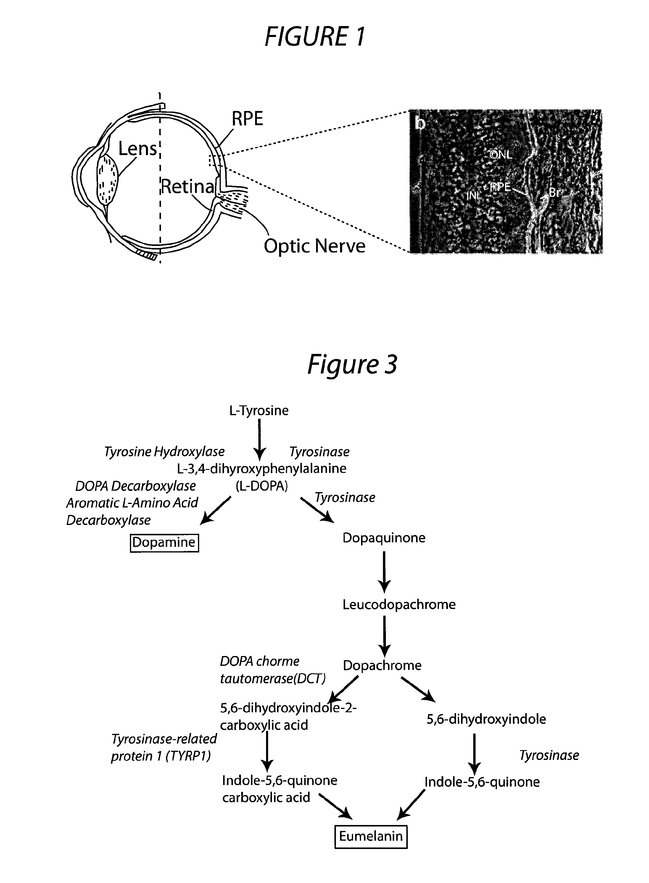 Retinal pigment epithelial stem cells