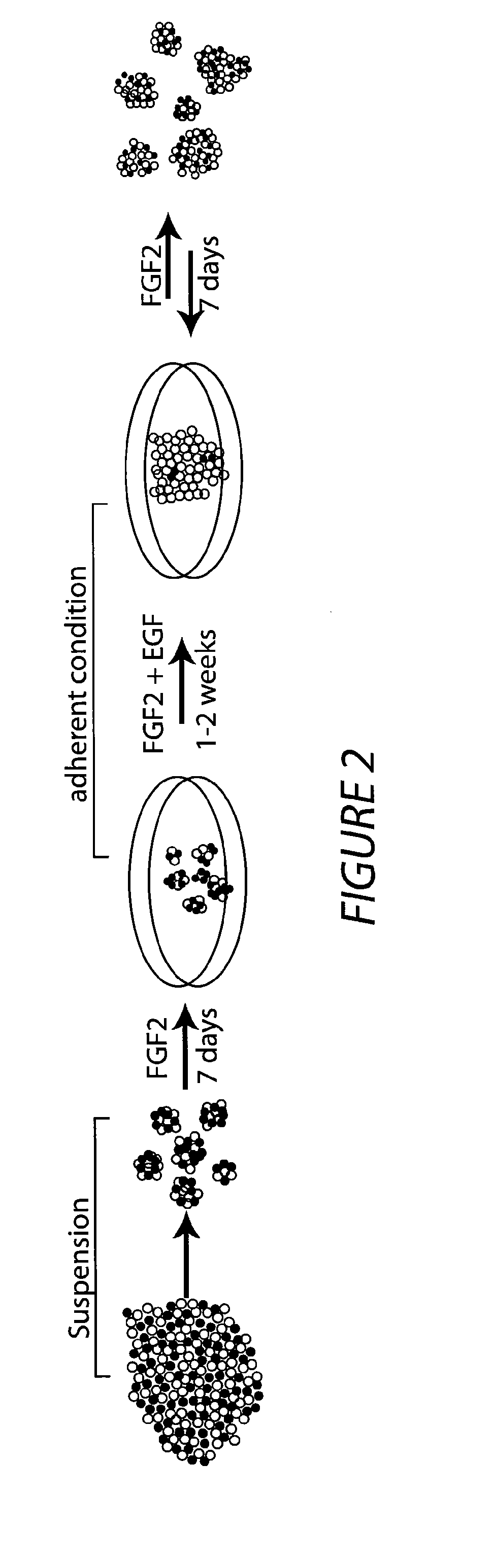 Retinal pigment epithelial stem cells