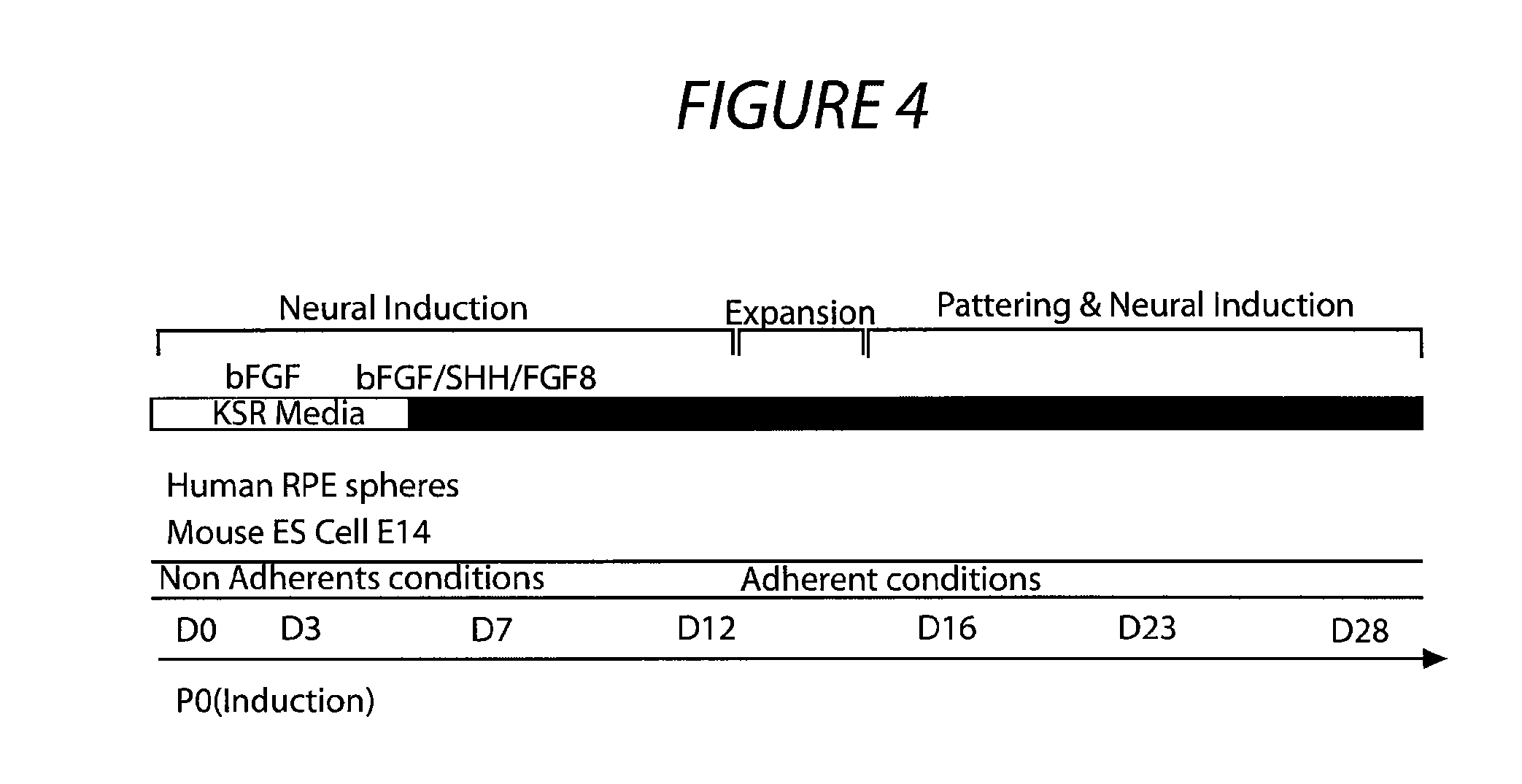 Retinal pigment epithelial stem cells