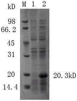 Haemophilus parasuis subunit vaccine and preparation method thereof