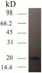 Haemophilus parasuis subunit vaccine and preparation method thereof