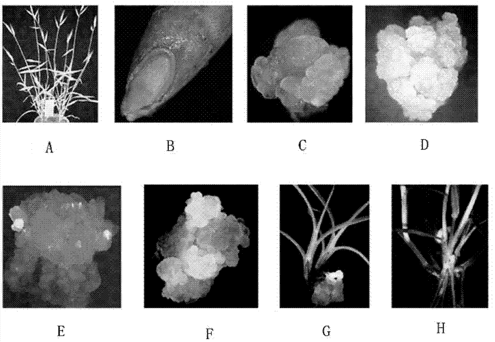 Culture medium for cultivating transgenic plant