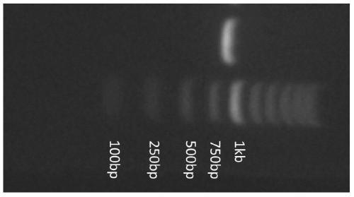 Genes of Rutaceae plants that cause human body to get angry and its application