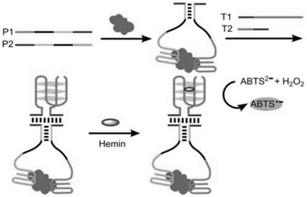 Probe based on G-quadruplex-chlorine heme DNA enzyme and application of probe