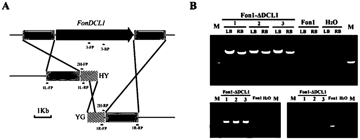 Fusarium oxysporum f.sp.niveum RNAi component FonDCL1 gene deletion mutant and construction method thereof