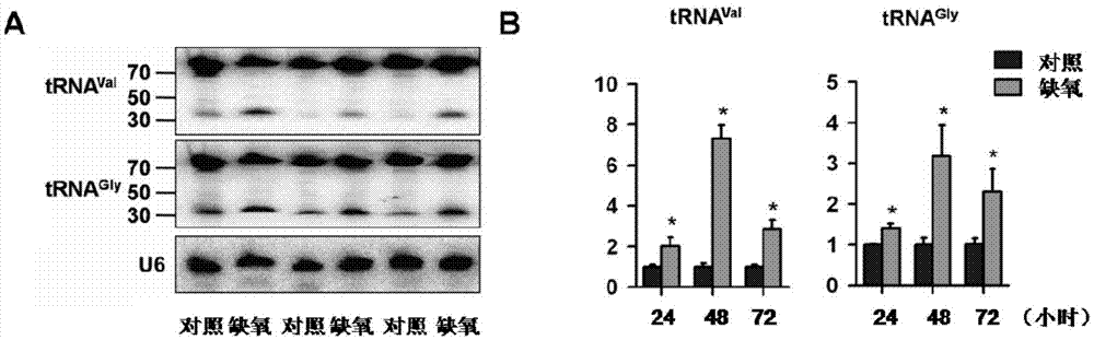 Transfer RNA fragments and application thereof