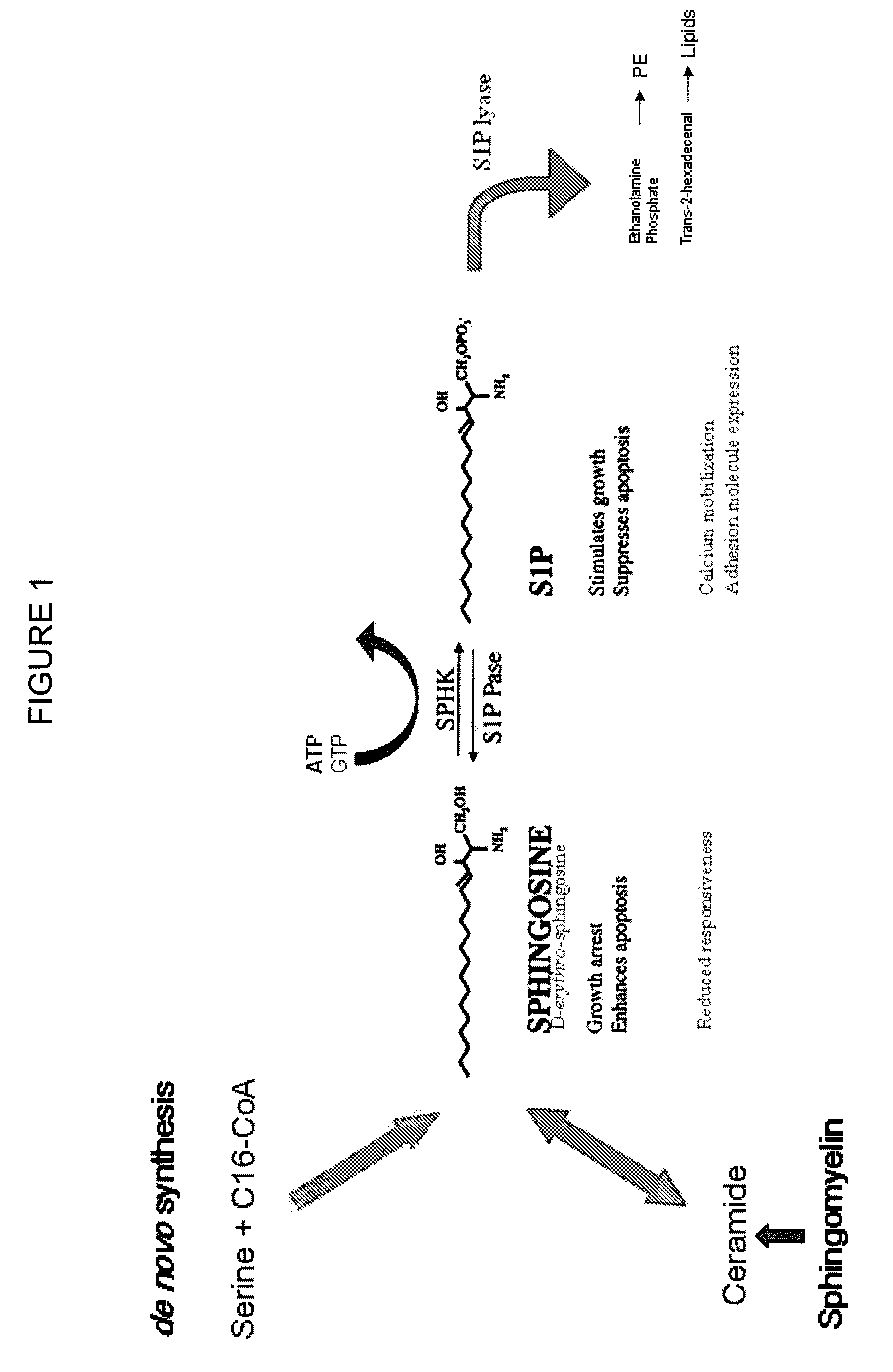 Compositions and methods of sphingosine kinase inhibitors in radiation therapy of various cancers