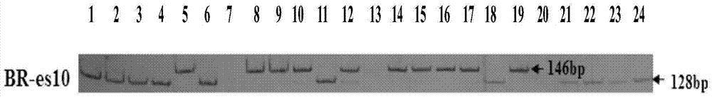 Chinese cabbage est‑ssr marker and its primers and applications