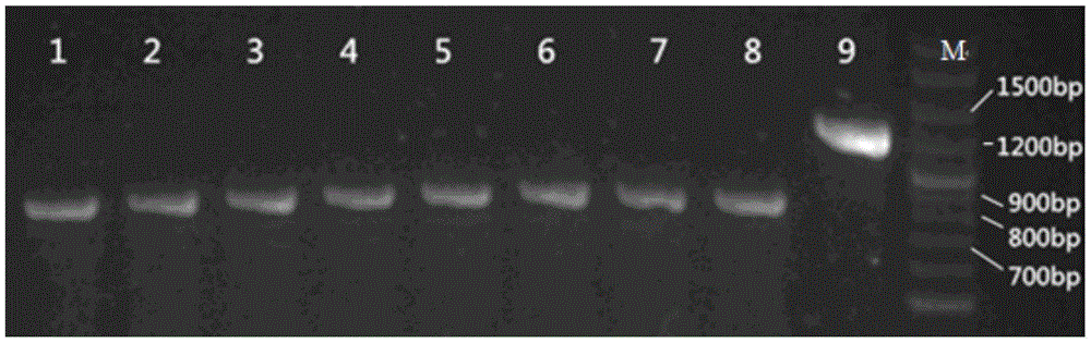CRISPR (Clustered Regularly Interspaced Short Palindromic Repeat sequences)-Cas (CRISPR-associated proteins) system in Streptomyces virginiae IBL14 and method for carrying out gene editing by using CRISPR-Cas system