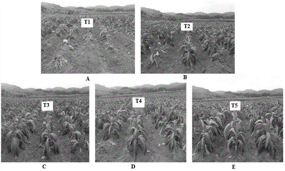 Effective antagonistic strain for preventing and controlling continuous cropping tobacco bacterial wilt disease, microorganism organic fertilizer including effective antagonistic strain, and production method and application of effective antagonistic strain