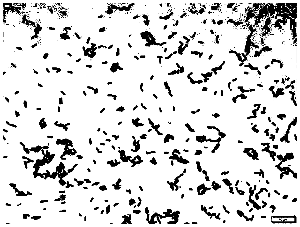 Bacillus subtilis for feeding and application thereof