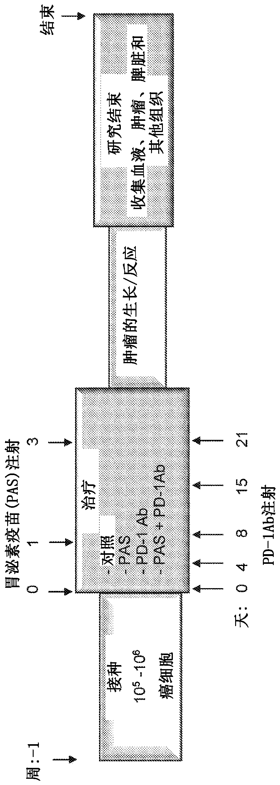 Compositions and methods for inducing humoral and cellular immunities against tumors and cancer