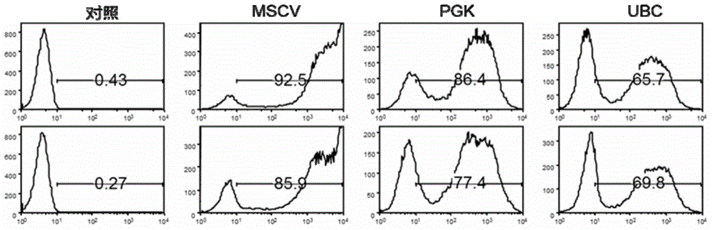 Application of promoter optimized lentiviral genetically modified T cells in oncotherapy