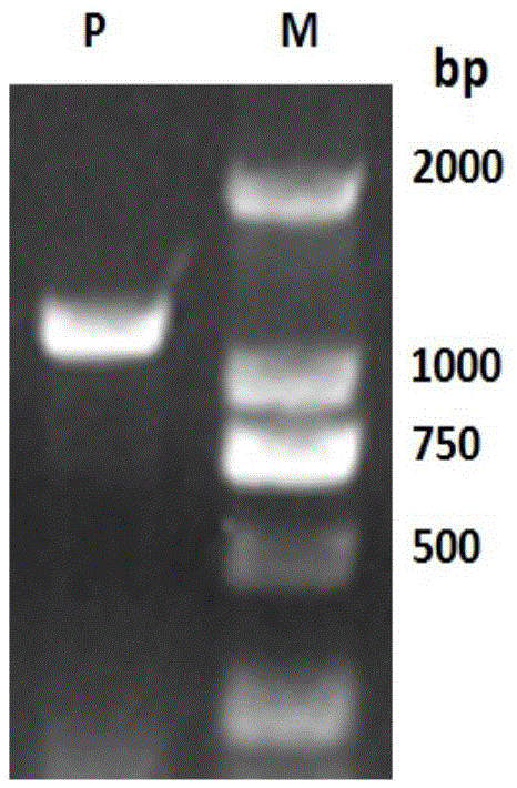 CYP450 gene participating in DMNT and TMTT biosynthesis and coding product and application of CYP450 gene