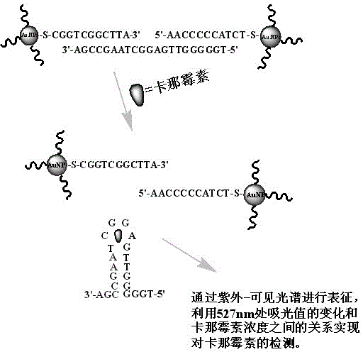 Detection method of kanamycin residue based on nucleic acid aptamer