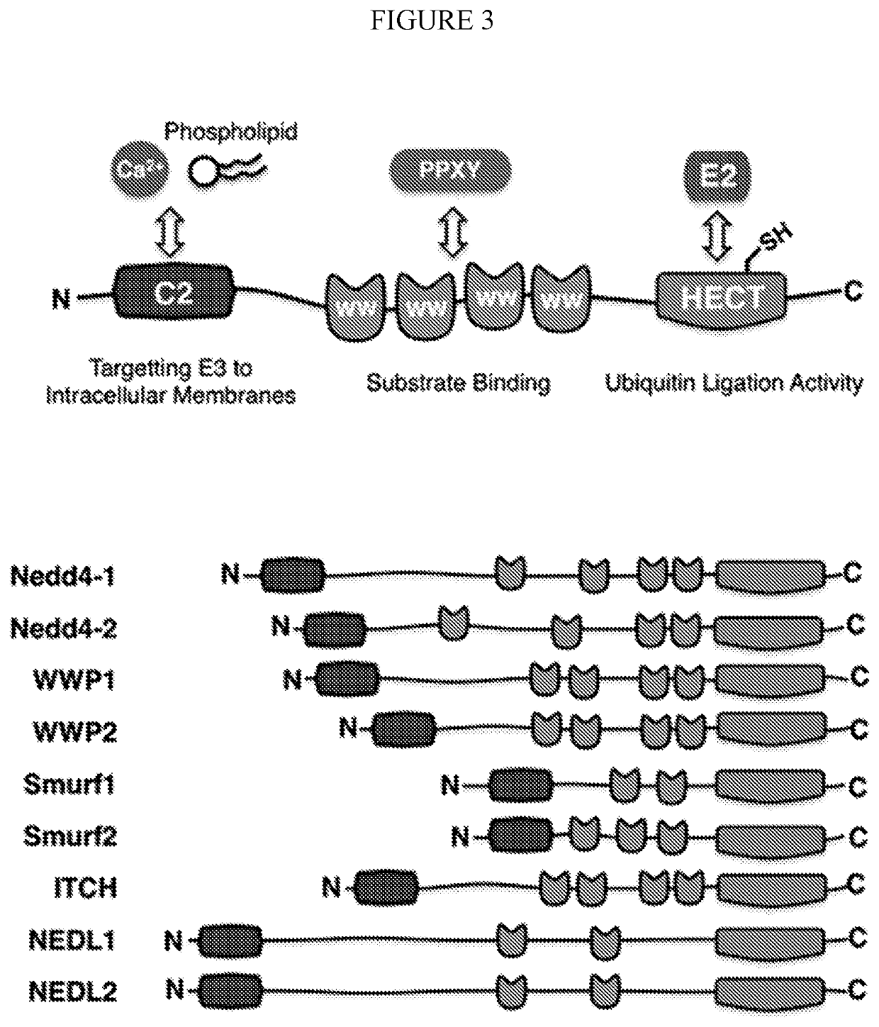 Delivery of therapeutic rnas via arrdc1-mediated microvesicles