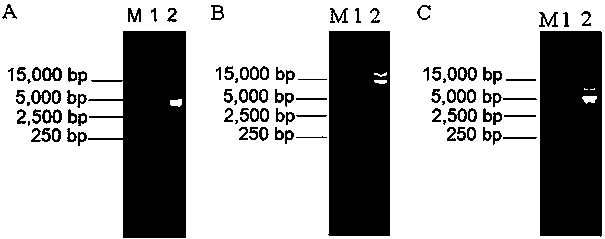 Preparation method and application of human adenovirus type 3 displaying human adenovirus type 55 neutralizing epitope vaccine candidate strain