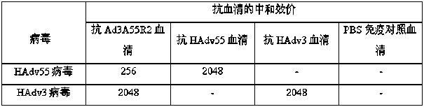 Preparation method and application of human adenovirus type 3 displaying human adenovirus type 55 neutralizing epitope vaccine candidate strain