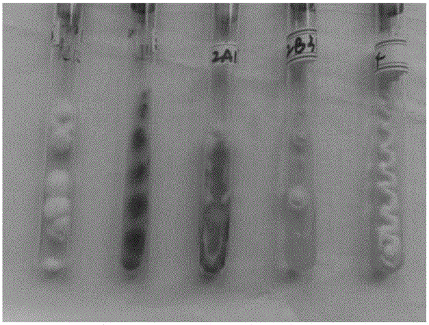 A strain producing polyunsaturated fatty acids and its screening method