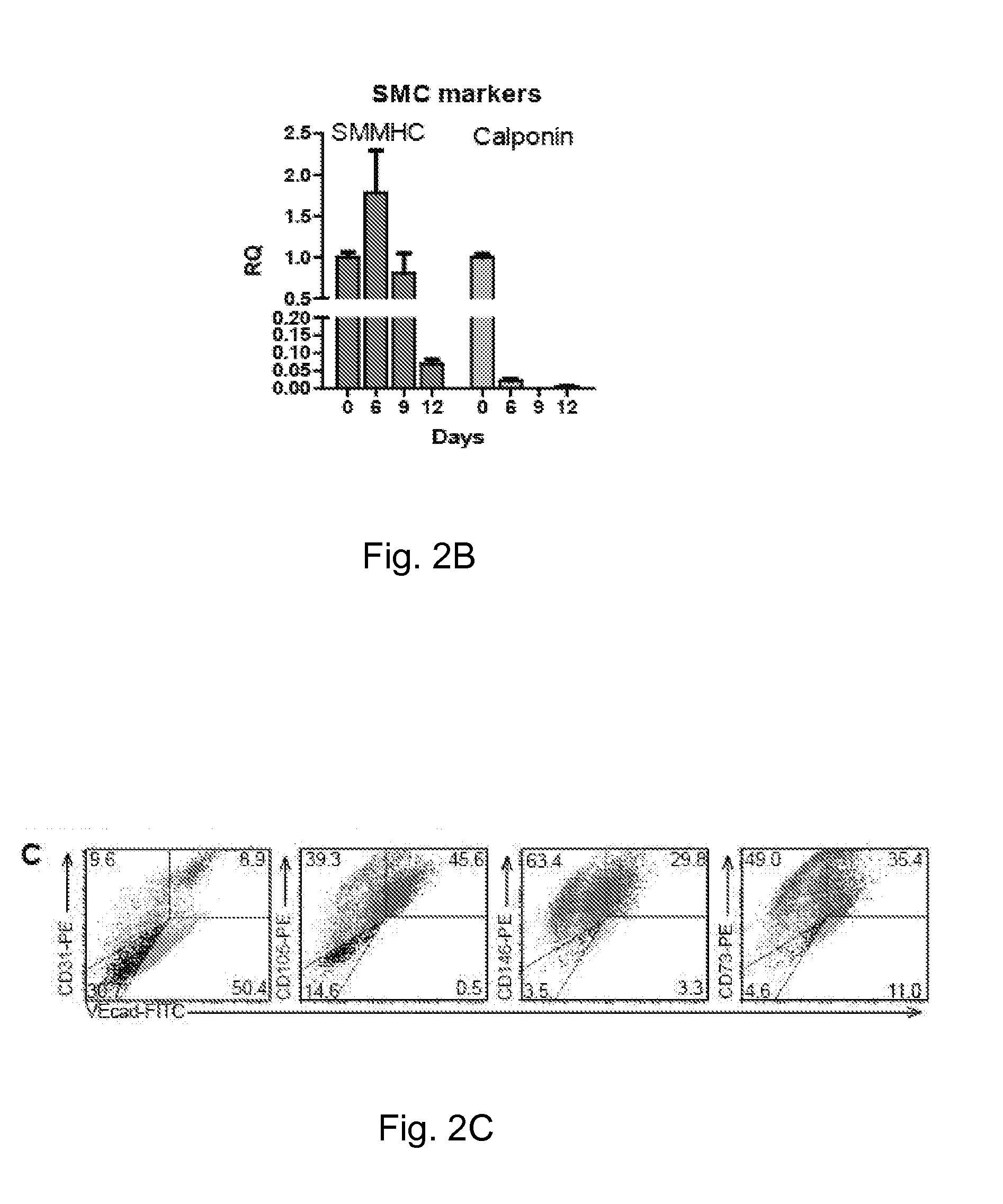 Method for guiding the derivation of endothelial cells from human pluripotent stem cells employing two-dimensional, feeder-free differentiation