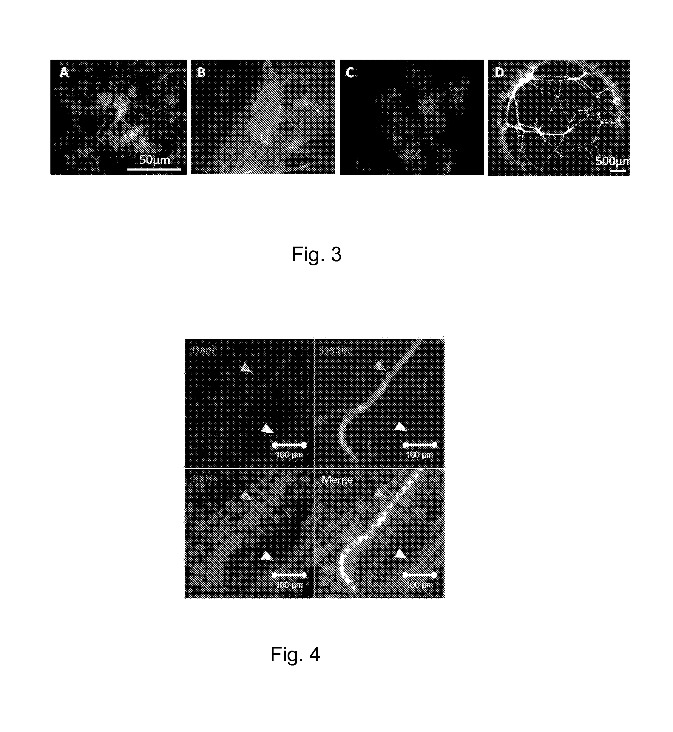 Method for guiding the derivation of endothelial cells from human pluripotent stem cells employing two-dimensional, feeder-free differentiation