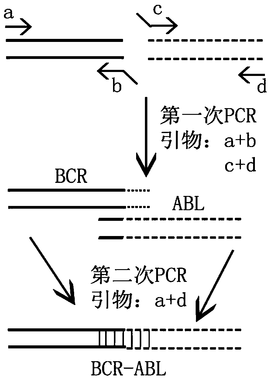 Multiplex RT-PCR (reverse transcription-polymerase chain reaction) reagent kit for detecting leukemia BCR-ABL (Abelson proto-oncogene-breakpoint cluster region)