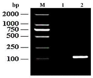 Immuno comb array test paper for detecting antibody of simian MeV (measles virus) as well as preparation method and application