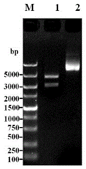 Immuno comb array test paper for detecting antibody of simian MeV (measles virus) as well as preparation method and application