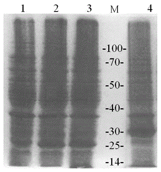 Immuno comb array test paper for detecting antibody of simian MeV (measles virus) as well as preparation method and application