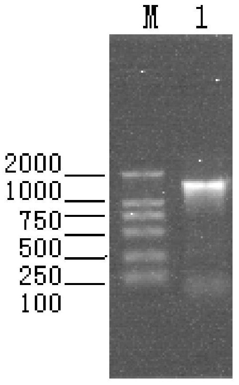 A dual inactivated vaccine against porcine parvovirus and porcine epidemic diarrhea