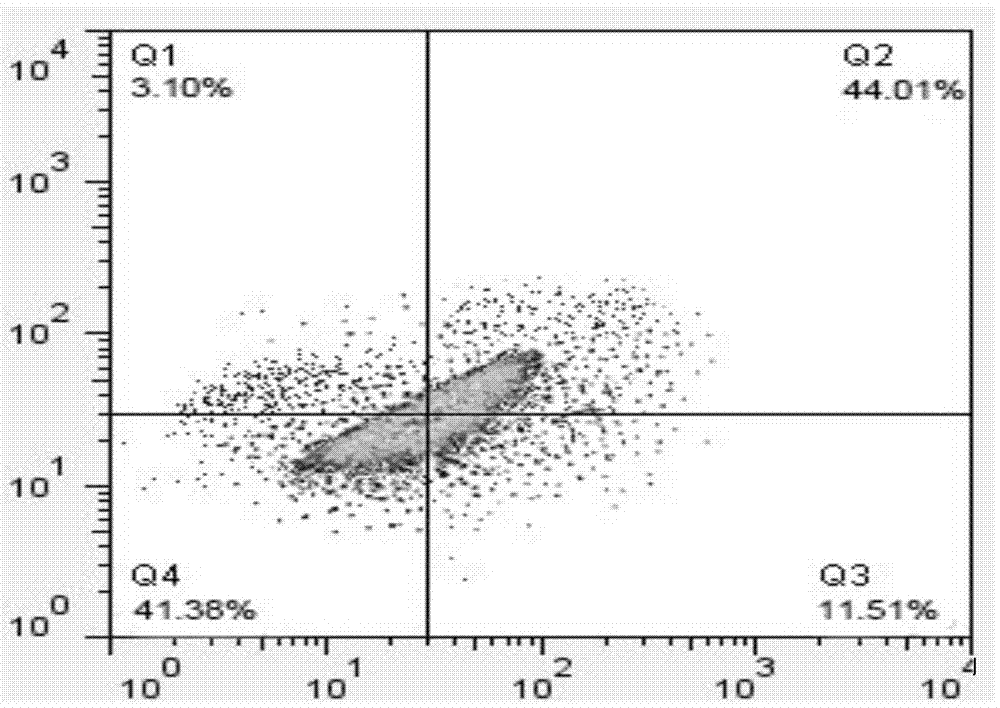 Method for establishing lipopolysaccharide (LPS)-induced milk cow mammary gland epithelial cell apoptosis model