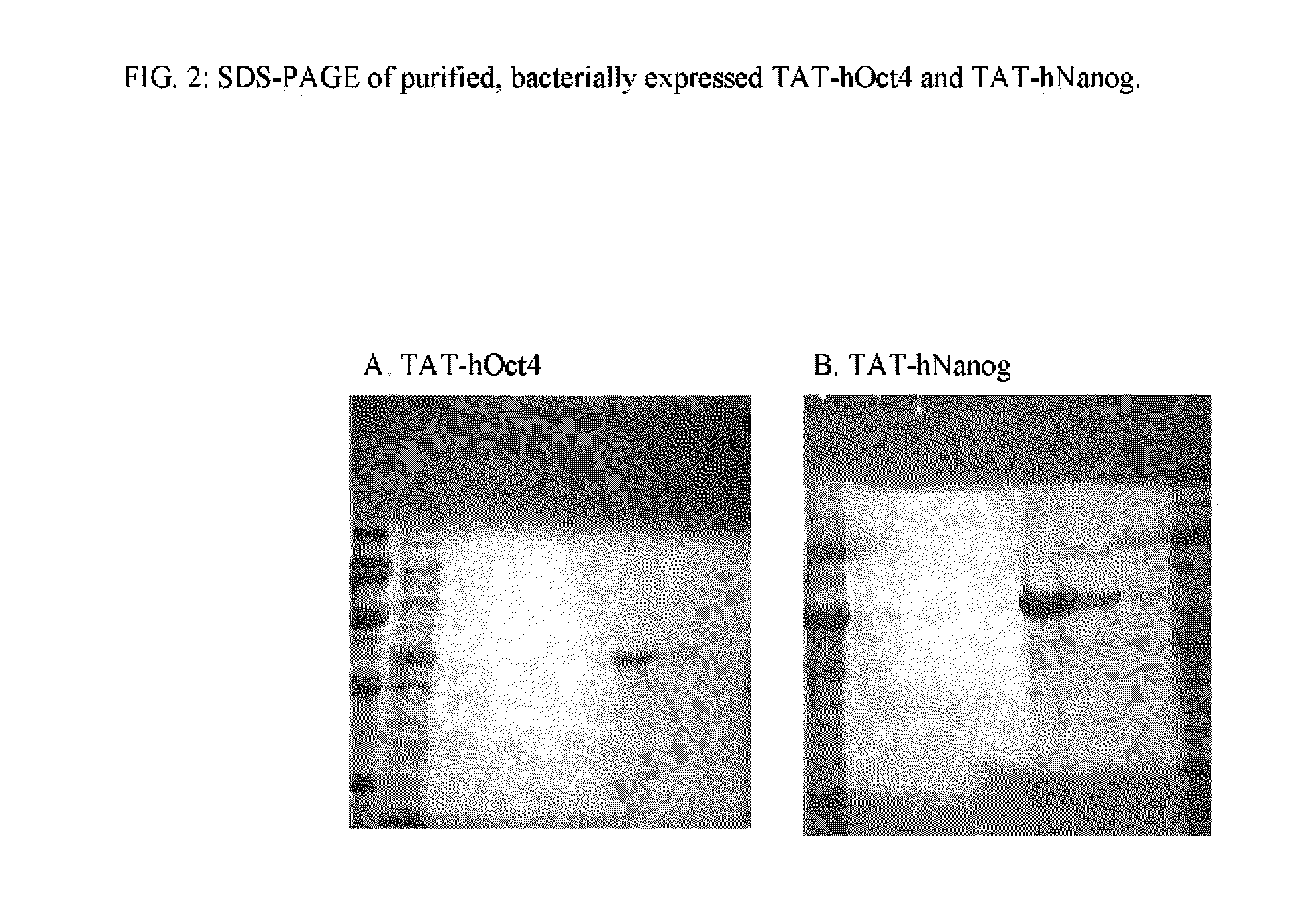 Genetically intact induced pluripotent cells or transdifferentiated cells and methods for the production thereof