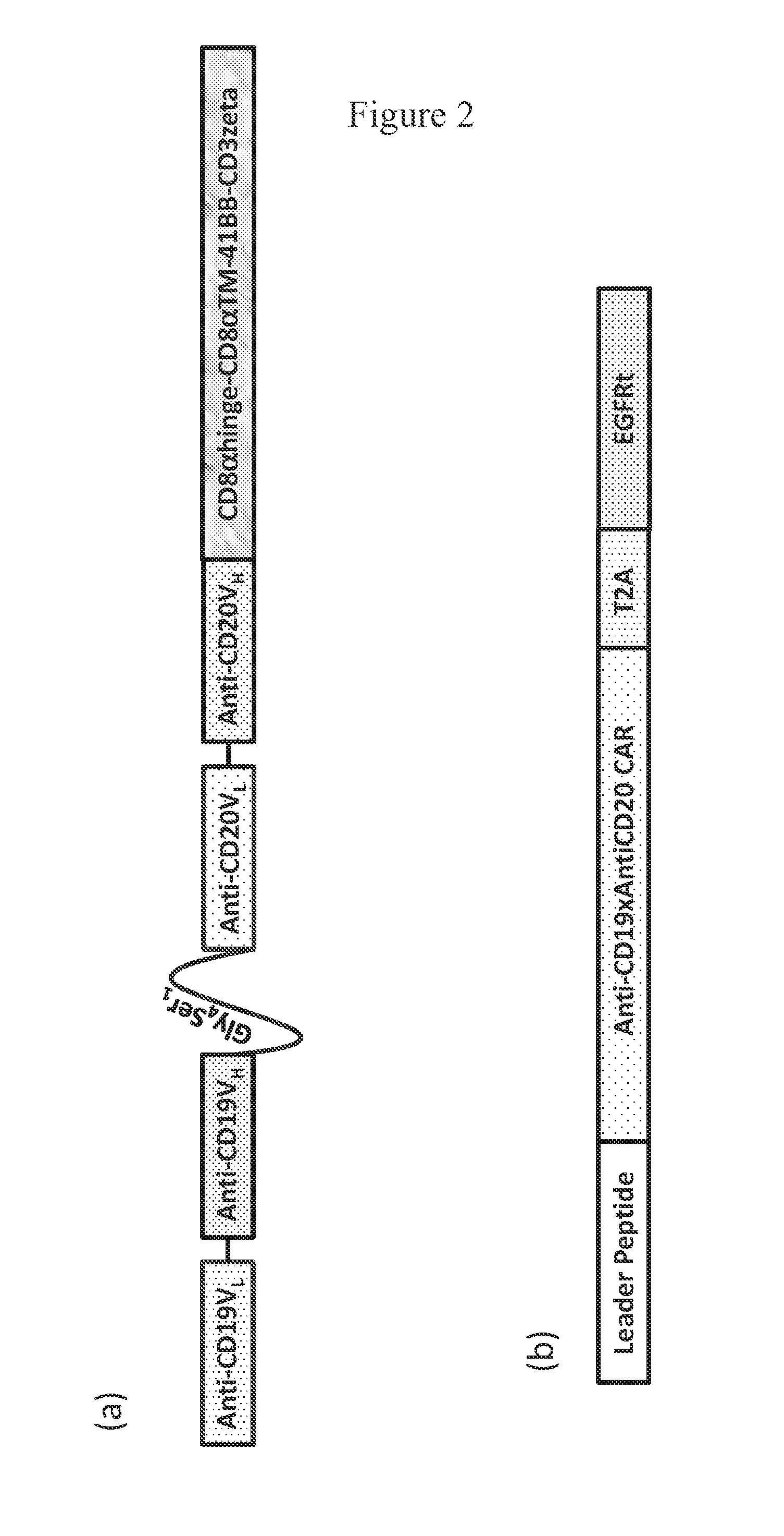 Bispecific chimeric antigen receptors and therapeutic uses thereof